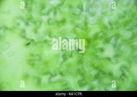 Kopfsalat Zellen unter dem Mikroskop, Vergrößerung x 400 Stockfoto