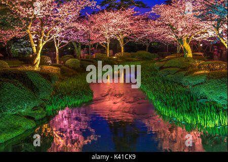 Kirschblüten bei Kenrokuen Garten in Japan Stockfoto