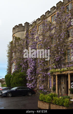 Die Wisteria in voller Blüte an der Vorderseite des Schloss Hotel in Castle Green, Taunton, Somerset Stockfoto