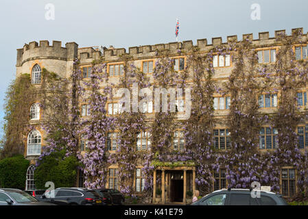 Die Wisteria in voller Blüte an der Vorderseite des Schloss Hotel in Castle Green, Taunton, Somerset Stockfoto