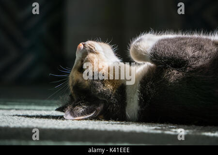 Calico Cat Sonnenbaden im Innenbereich. Stockfoto