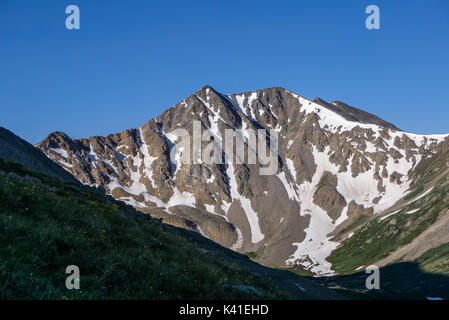 Spring wildflowers auf La Plata Peak, in der Nähe von Independence Pass in Colorado. Stockfoto
