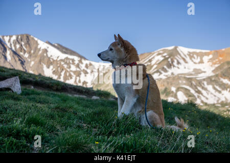 Entlang der Wanderung auf La Plata Peak, in der Nähe von Indendence Pass in Colorado. Stockfoto