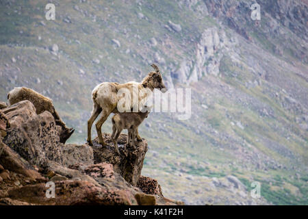 Mount Evans, Colorado. Eine Mutter Schaf erforscht die Felsen mit Ihrem Kind in der Nähe von 14.000 ft. Stockfoto