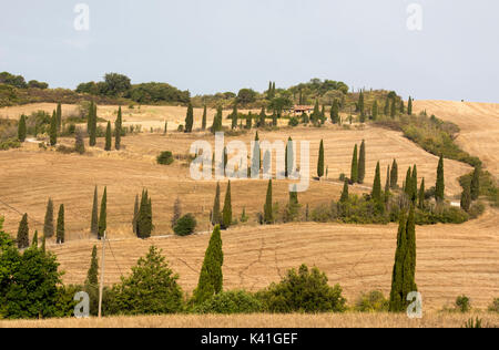 Zickzack von Zypressen in La Foce, Val d'Orcia Toskana Italien Europa EU Stockfoto