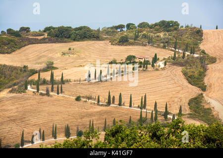 Zickzack von Zypressen in La Foce, Val d'Orcia Toskana Italien Europa EU Stockfoto