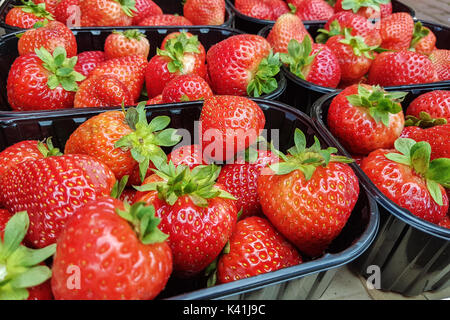 Frische Erdbeeren in Körben zum Verkauf bereit am Marktplatz angeordnet. Stockfoto