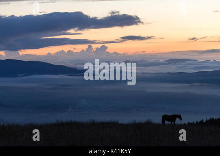 Silhouette eines Pferdes auf einem Berg in der Dämmerung, mit einem Meer von Nebel im Tal unten schöne orange und blau Farben Stockfoto