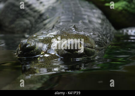 In der Nähe von Augen und Körper der gharial (gavial) in Wasser Stockfoto