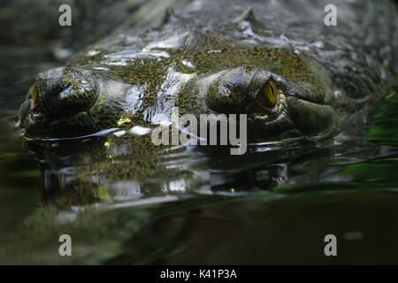 In der Nähe von Augen und Körper der gharial (gavial) in Wasser Stockfoto