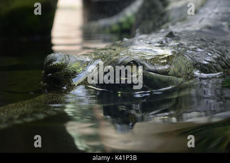In der Nähe von Augen und Körper der gharial (gavial) in Wasser Stockfoto