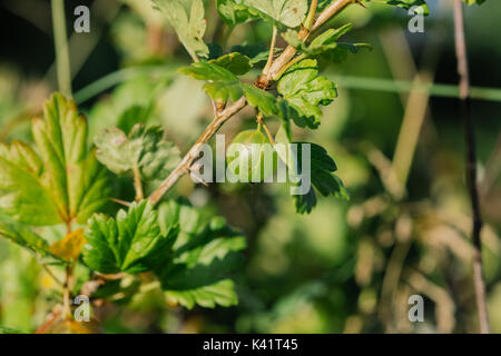 Frische grüne Stachelbeeren auf einem Zweig von stachelbeeren Bush. Stockfoto