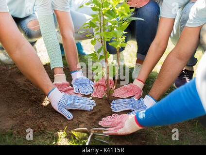 Gruppe von Freiwilligen Hände pflanzung Baum im Park Stockfoto