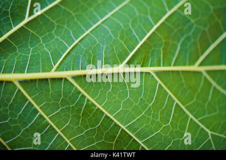 Close-up grün Blatt Textur in der Natur Stockfoto