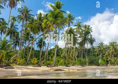 Palmen am tropischen Strand auf Koh Kood Insel in Thailand Stockfoto