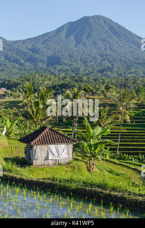 Schöne Jatiluwih Reis-Terrassen in Bali, Indonesien Stockfoto