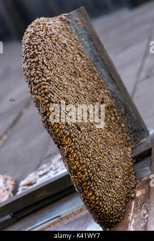 Nest von wilden Bienen auf Haus Stockfoto