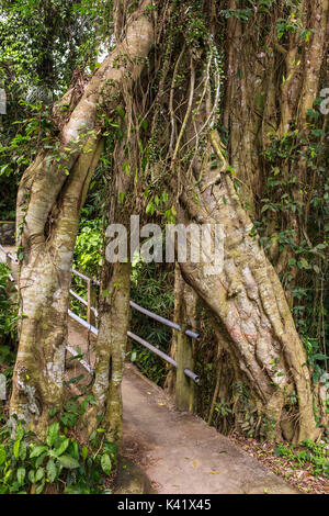 Alten tropischen live green Banyan Tree mit Tunnel arch miteinander verwobener Baum Wurzeln an der Basis, Bali, Indonesien Stockfoto