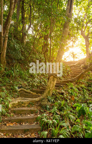 Eine Treppe führt ein Fußweg in den Dschungel. Schönen Pfad in den Wald bei Sonnenaufgang. Stockfoto