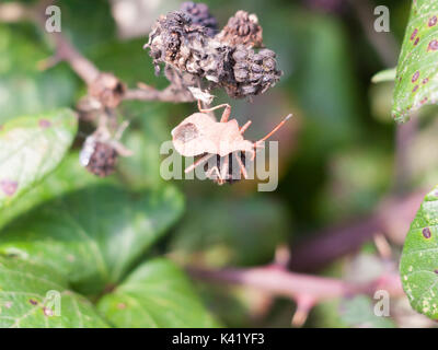 Großes dock Bug auf Brombeeren außerhalb Coreus marginatus, Essex, England, Großbritannien Stockfoto