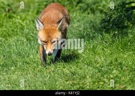 Fuchs Vulpes vulpes Hund wie Säugetier entspannen in einige gute Wetter. Orange Rot Fell und dem buschigen Schwanz. Dieser Fuchs ist an der britischen Wildlife Center Surrey UK. Stockfoto