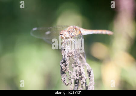 Dragonfly thront auf tote Pflanze bokeh konzentrieren, Essex, England, Großbritannien Stockfoto