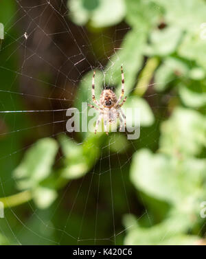 Spider Web spider auf Web außerhalb European Garden Spider oder Kreuz Orb-Weaver, Essex, England, Großbritannien Stockfoto