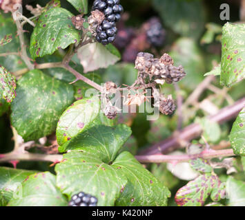 Großes dock Bug auf Brombeeren außerhalb Coreus marginatus, Essex, England, Großbritannien Stockfoto