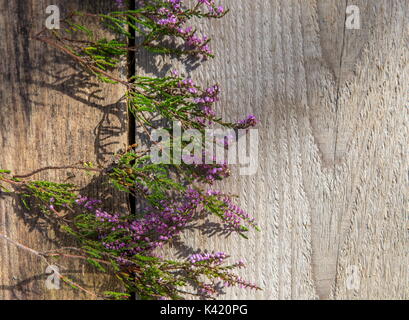 Lila Blüten von Heather auf einer hölzernen Hintergrund, Herbst, Ansicht von oben. Stockfoto