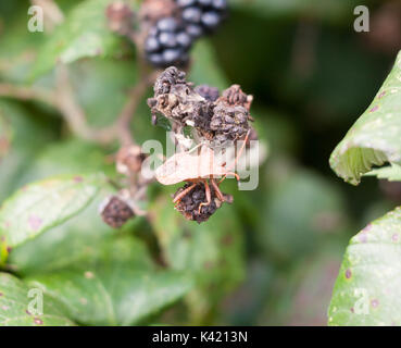 Großes dock Bug auf Brombeeren außerhalb Coreus marginatus, Essex, England, Großbritannien Stockfoto
