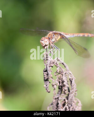 Dragonfly thront auf tote Pflanze bokeh konzentrieren, Essex, England, Großbritannien Stockfoto