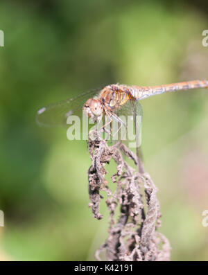 Dragonfly thront auf tote Pflanze bokeh konzentrieren, Essex, England, Großbritannien Stockfoto