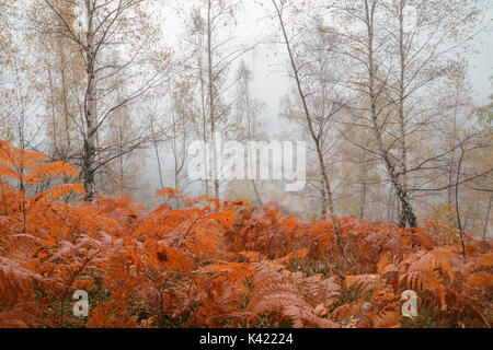 Herbst Wald im Morgennebel. Stockfoto