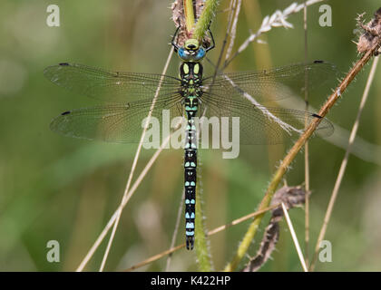 Southern Hawker (Aeshna cyanea) männliche Dorsalansicht. Große Insekten in der Reihenfolge Odonata, Familie Aeshnidae, in Ruhestellung Stockfoto