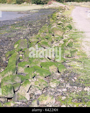 Algen bedeckt Felsen Bildung auf der Seite der Straße, Essex, England, Großbritannien Stockfoto