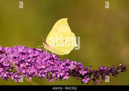 Schwefel (Gonepteryx rhamni) Schmetterling auf der Sommerflieder. Ein männlicher Schmetterling in der Familie der Papilionidae nectaring auf Schmetterling Bush Stockfoto