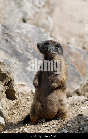 Alpine Murmeltier (Marmota marmota latirostris) auf dem Felsen im Berggebiet. Stockfoto