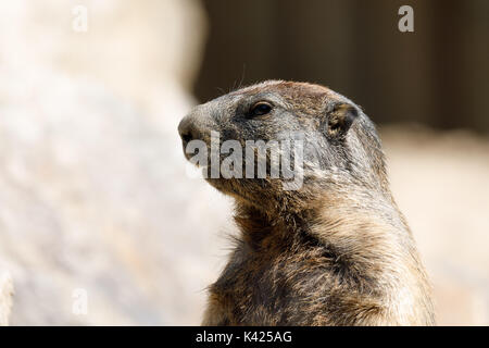 Alpine Murmeltier (Marmota marmota latirostris) auf dem Felsen im Berggebiet. Stockfoto