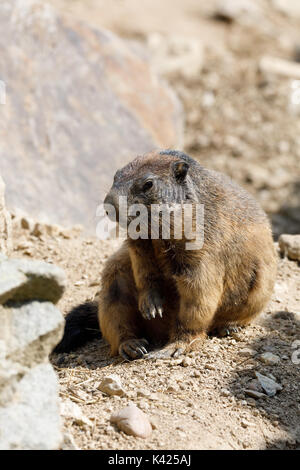 Alpine Murmeltier (Marmota marmota latirostris) auf dem Felsen im Berggebiet. Stockfoto