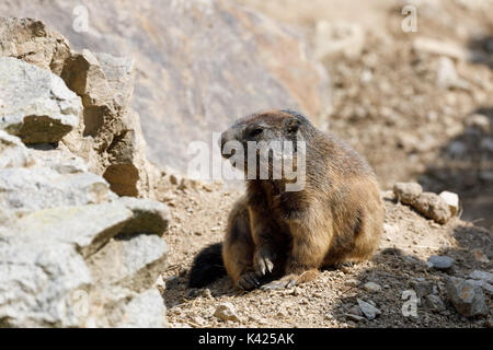 Alpine Murmeltier (Marmota marmota latirostris) auf dem Felsen im Berggebiet. Stockfoto