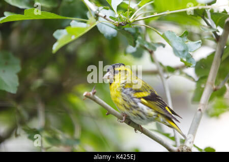 Eurasian siskin (Spinus spinus) aus Vogel auf Zweig Stockfoto
