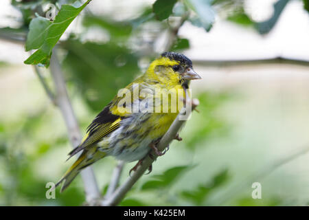 Eurasian siskin (Spinus spinus) aus Vogel auf Zweig Stockfoto