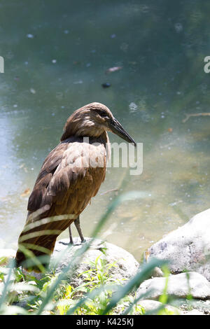 Big Hamerkop wasser Vogel in einem kleinen Teich stehend Stockfoto