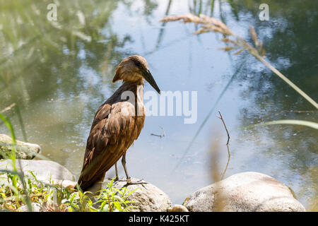 Big Hamerkop wasser Vogel in einem kleinen Teich stehend Stockfoto