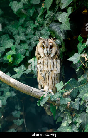 Waldohreule (Asio otus), auch das nördliche Waldohreule genannt, ist eine Pflanzenart aus der Gattung der Eule, die Rassen in Europa, Asien Stockfoto