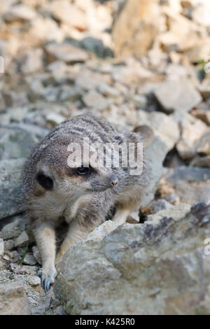 Ruhe kleine Erdmännchen oder erdmännchen (Suricata suricatta) in sehr heißen Tag Stockfoto