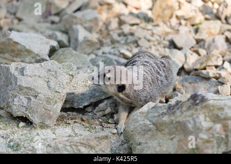 Ruhe kleine Erdmännchen oder erdmännchen (Suricata suricatta) in sehr heißen Tag Stockfoto