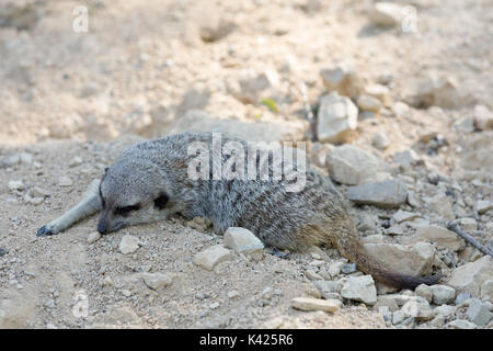 Ruhe kleine Erdmännchen oder erdmännchen (Suricata suricatta) in sehr heißen Tag Stockfoto