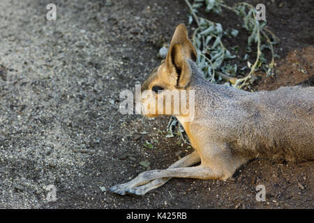 Patagonian Mara (Dolichotis patagonum) - Relativ große Nager Stockfoto