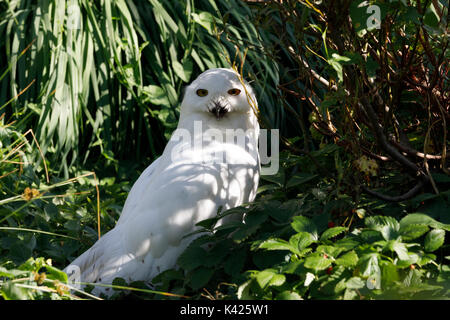 Schnee-eule (Bubo scandiacus) großen weißen Vogel der typischen Eule Familie Stockfoto